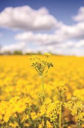 Field of Yellow III | Obraz na stenu
