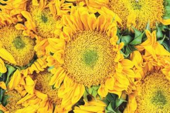 Sunflower Summer | Obraz na stenu