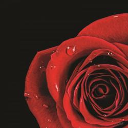 Pop of Red Rose | Obraz na stenu