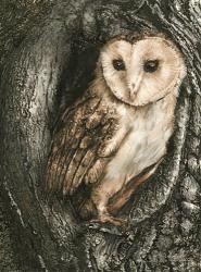 Barn Owl Roost | Obraz na stenu