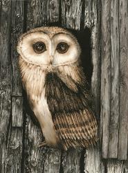 Owl Sentry | Obraz na stenu