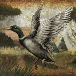 Mallard Duck | Obraz na stenu