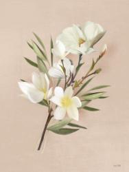Spring Magnolias | Obraz na stenu