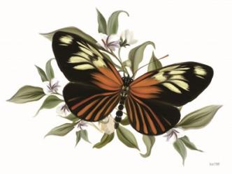 Botanical Butterfly Heliconius | Obraz na stenu