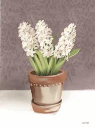 House Hyacinth Plant | Obraz na stenu