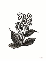 Pen and Ink Wildflower III | Obraz na stenu