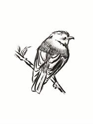 Songbird Sketch I | Obraz na stenu