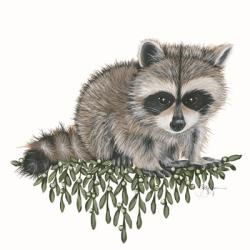 Baby Raccoon | Obraz na stenu