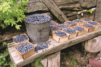 Blueberries Picked | Obraz na stenu