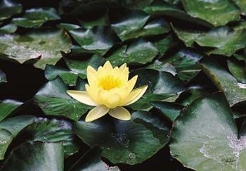 Water Lilly | Obraz na stenu