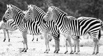 Trio of Zebras | Obraz na stenu