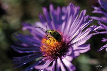 Purple Flower | Obraz na stenu