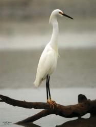 Egret | Obraz na stenu