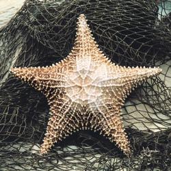 Starfish with Net | Obraz na stenu