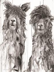 Alpaca a Comb | Obraz na stenu