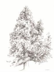 Whispering Pines 1 | Obraz na stenu