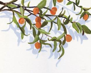 Kumquats | Obraz na stenu