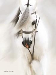 Dream Horse | Obraz na stenu