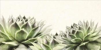 Soft Succulents I | Obraz na stenu