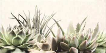 Soft Succulents II | Obraz na stenu