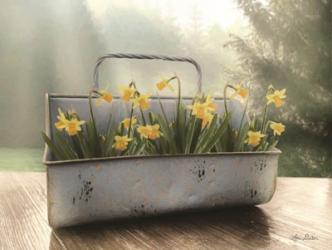 Daffodil Tin | Obraz na stenu