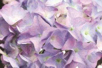 Violet Hydrangeas | Obraz na stenu