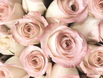 Top View - Pink Roses | Obraz na stenu