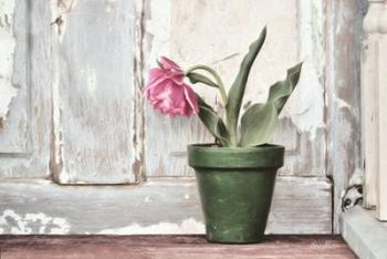 Take a Bow Tulip | Obraz na stenu
