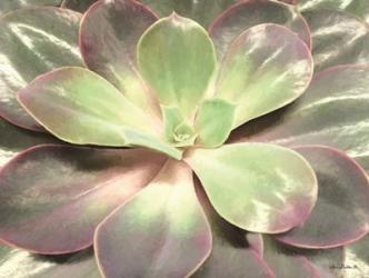 Glowing Succulent I | Obraz na stenu