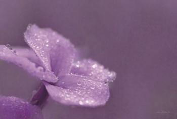Purple Dew | Obraz na stenu