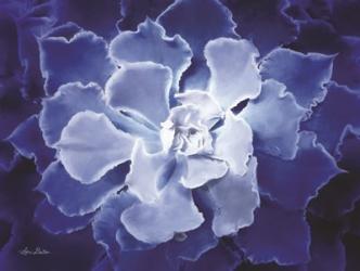 Blue Succulent I | Obraz na stenu