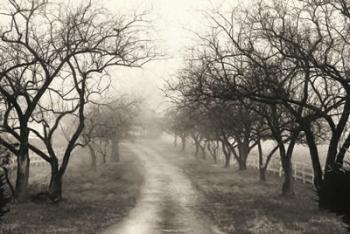 Foggy Lane | Obraz na stenu