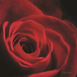 The Red Rose I | Obraz na stenu