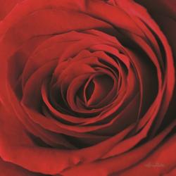 The Red Rose II | Obraz na stenu