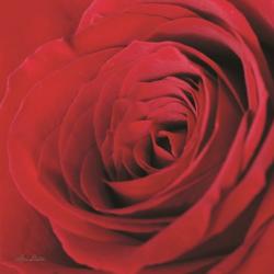 The Red Rose III | Obraz na stenu