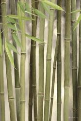 Backlit Bamboo II | Obraz na stenu