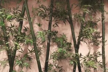 Bamboo on Blush | Obraz na stenu