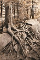 Strong Roots | Obraz na stenu