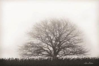 Foggy Old Tree | Obraz na stenu