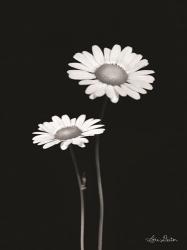 Pair of Daisies | Obraz na stenu