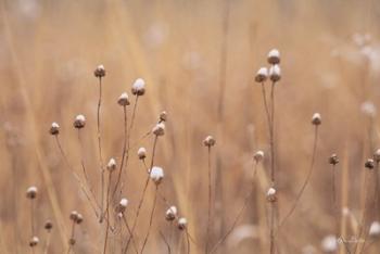 Snow Capped Wildflowers | Obraz na stenu