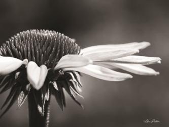 Coneflower | Obraz na stenu