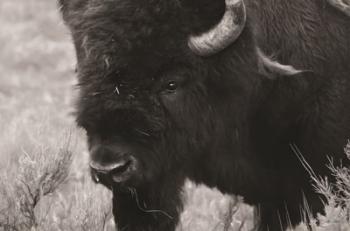 Yellowstone Bison | Obraz na stenu