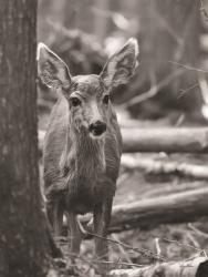 Rocky Mountains Deer | Obraz na stenu