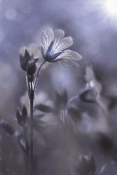 Blue & White Flowers I | Obraz na stenu