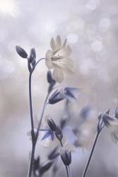 Blue & White Flowers II | Obraz na stenu