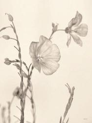 Faded Flower II | Obraz na stenu
