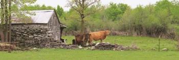Country Cows | Obraz na stenu