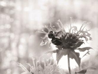 Wild Flowers II | Obraz na stenu