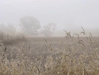 Roadside Grass | Obraz na stenu